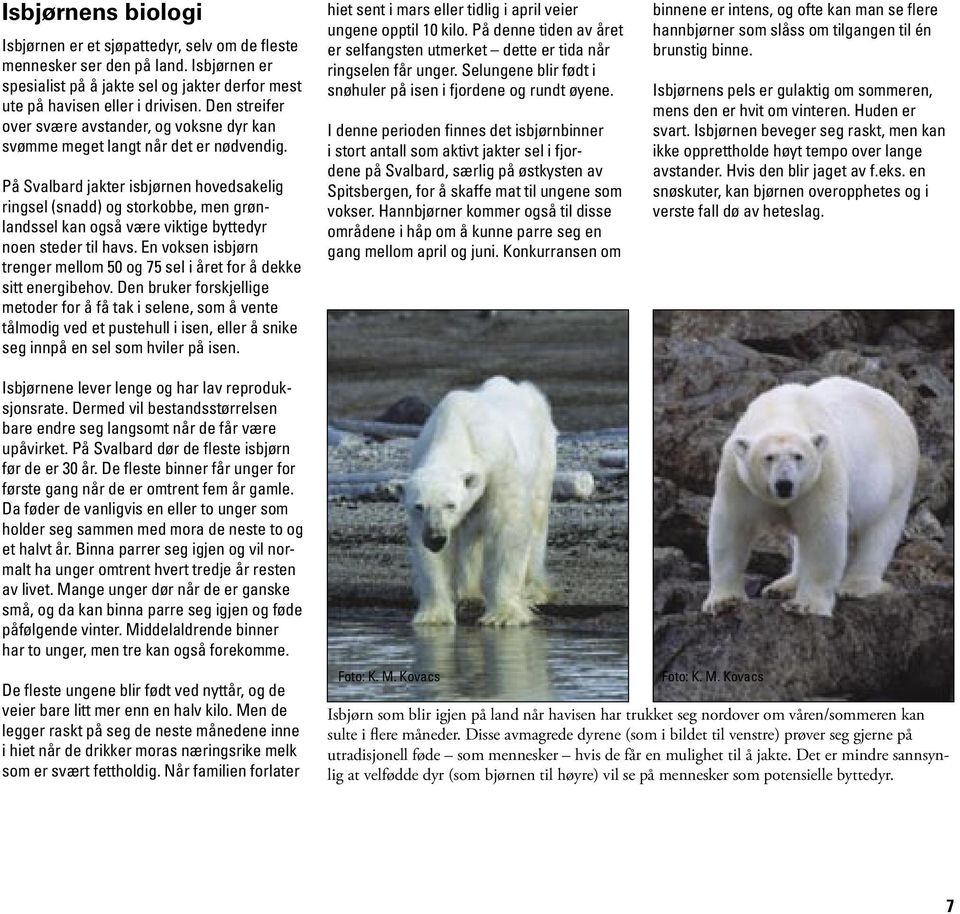 På Svalbard jakter isbjørnen hovedsakelig ringsel (snadd) og storkobbe, men grønlandssel kan også være viktige byttedyr noen steder til havs.