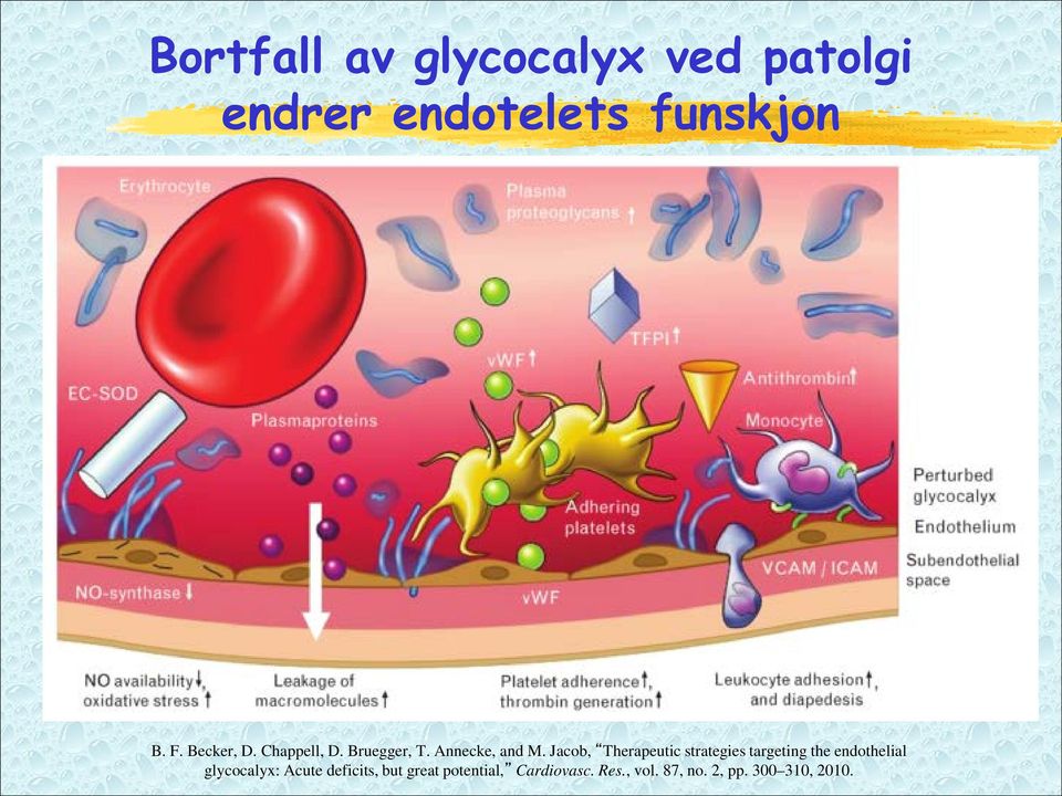 Jacob, Therapeutic strategies targeting the endothelial glycocalyx: