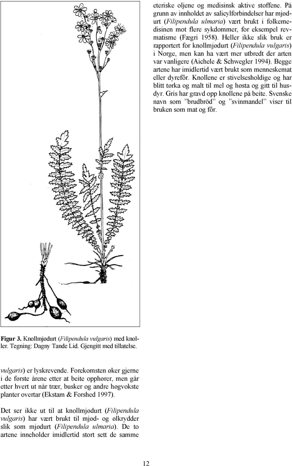 Heller ikke slik bruk er rapportert for knollmjødurt (Filipendula vulgaris) i Norge, men kan ha vært mer utbredt der arten var vanligere (Aichele & Schwegler 1994).