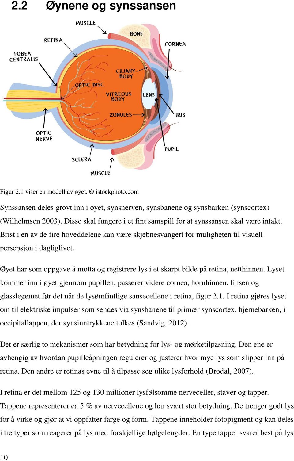 Øyet har som oppgave å motta og registrere lys i et skarpt bilde på retina, netthinnen.