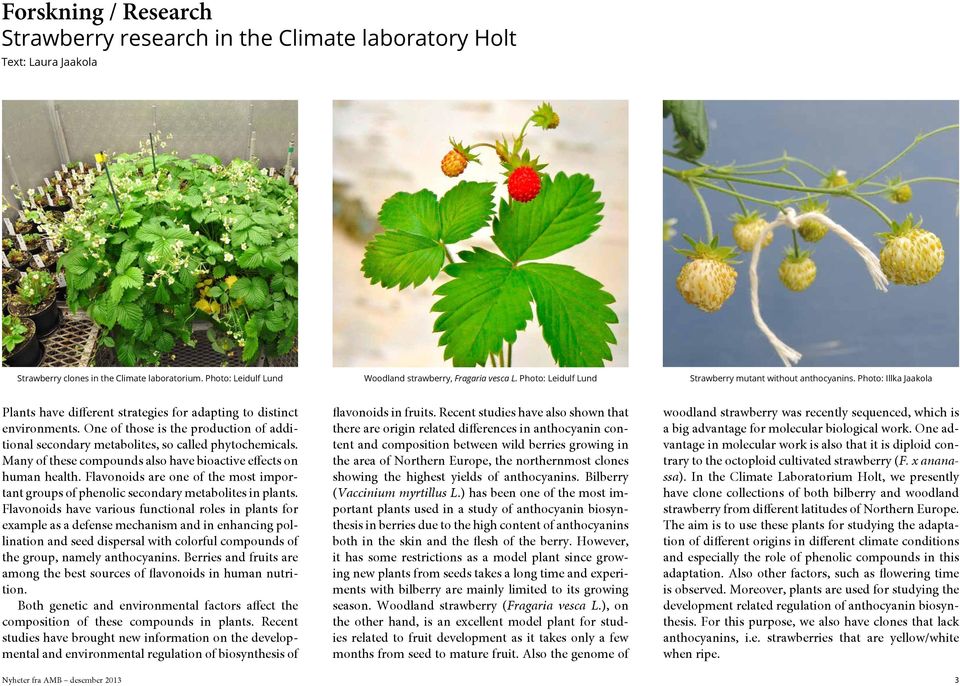 One of those is the production of additional secondary metabolites, so called phytochemicals. Many of these compounds also have bioactive effects on human health.