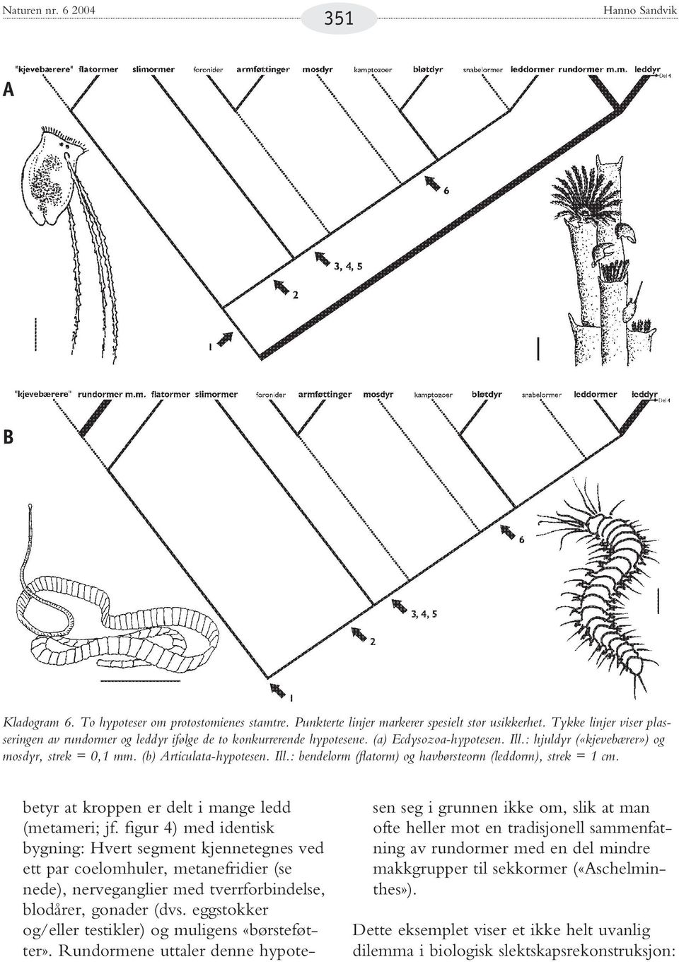 Ill.: bendelorm (flatorm) og havbørsteorm (leddorm), strek = 1 cm. betyr at kroppen er delt i mange ledd (metameri; jf.