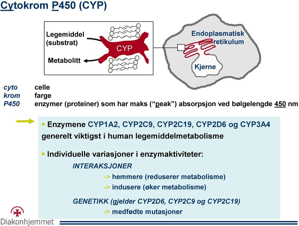 CYP3A4 generelt viktigst i human legemiddelmetabolisme Individuelle variasjoner i enzymaktiviteter: INTERAKSJONER ->