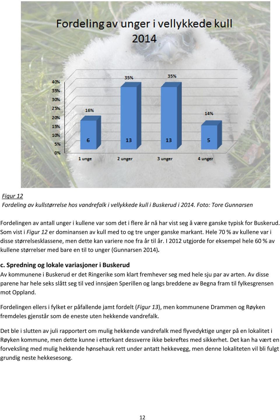 Som vist i Figur 12 er dominansen av kull med to og tre unger ganske markant. Hele 70 % av kullene var i disse størrelsesklassene, men dette kan variere noe fra år til år.