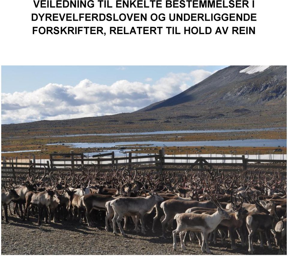 DYREVELFERDSLOVEN OG