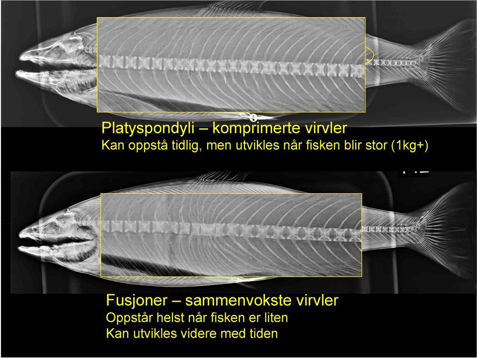 stor (1kg+) Fusjoner sammenvokste virvler