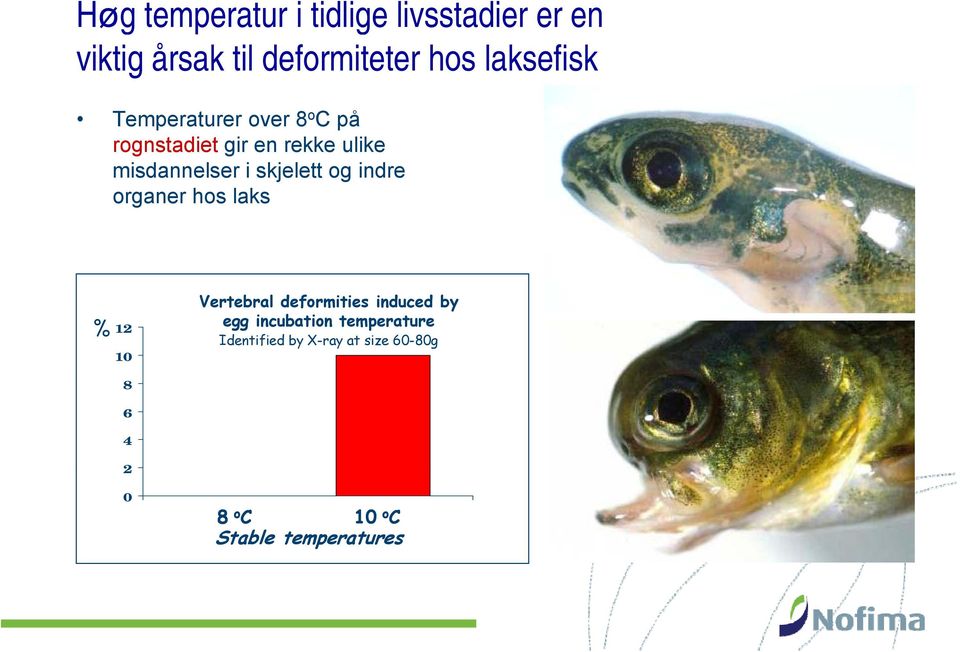 skjelett og indre organer hos laks % 12 10 Vertebral deformities induced by egg