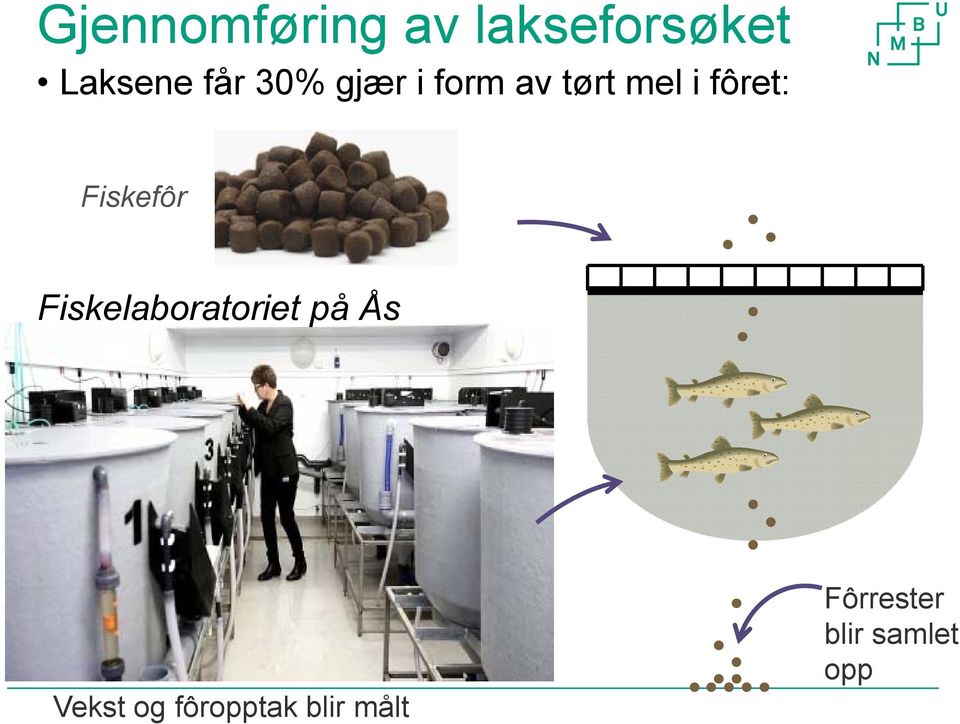 Fiskefôr Fiskelaboratoriet på Ås Vekst og