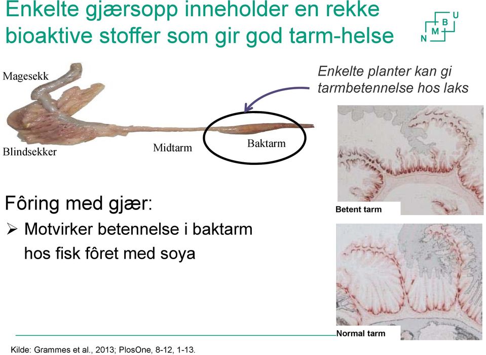 Blindsekker Midtarm Baktarm Fôring med gjær: Motvirker betennelse i baktarm