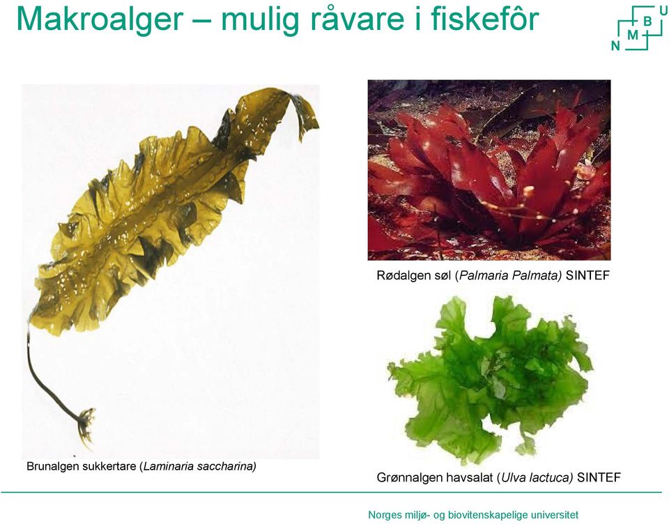 (Laminaria saccharina) Grønnalgen havsalat (Ulva