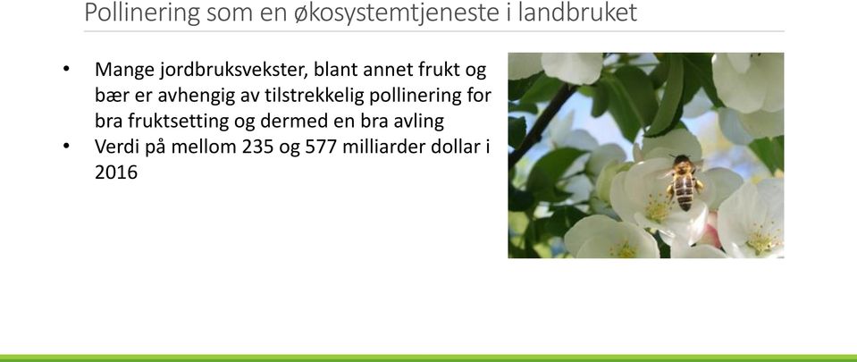 tilstrekkelig pollinering for bra fruktsetting og dermed