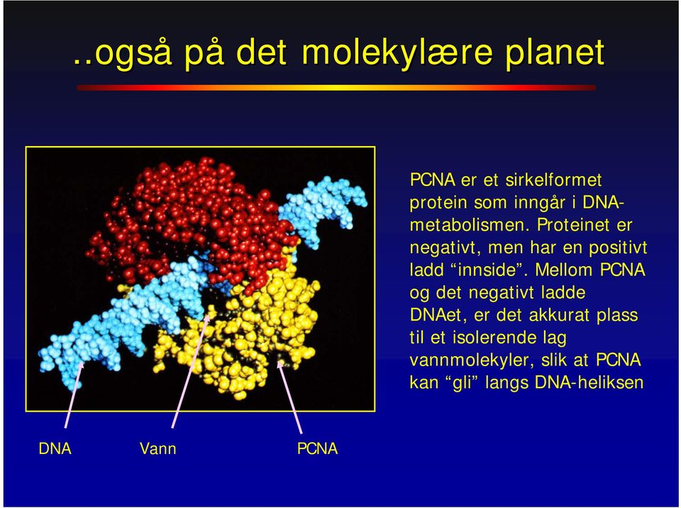 Proteinet er negativt, men har en positivt ladd innside.