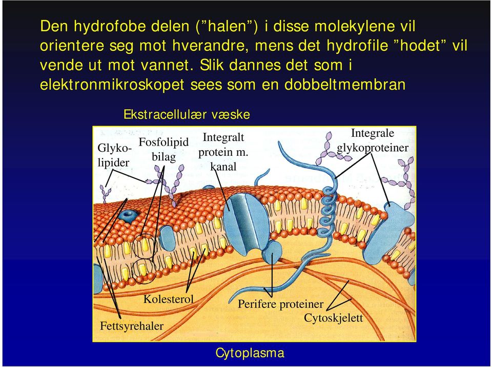 Slik dannes det som i elektronmikroskopet sees som en dobbeltmembran Glykolipider