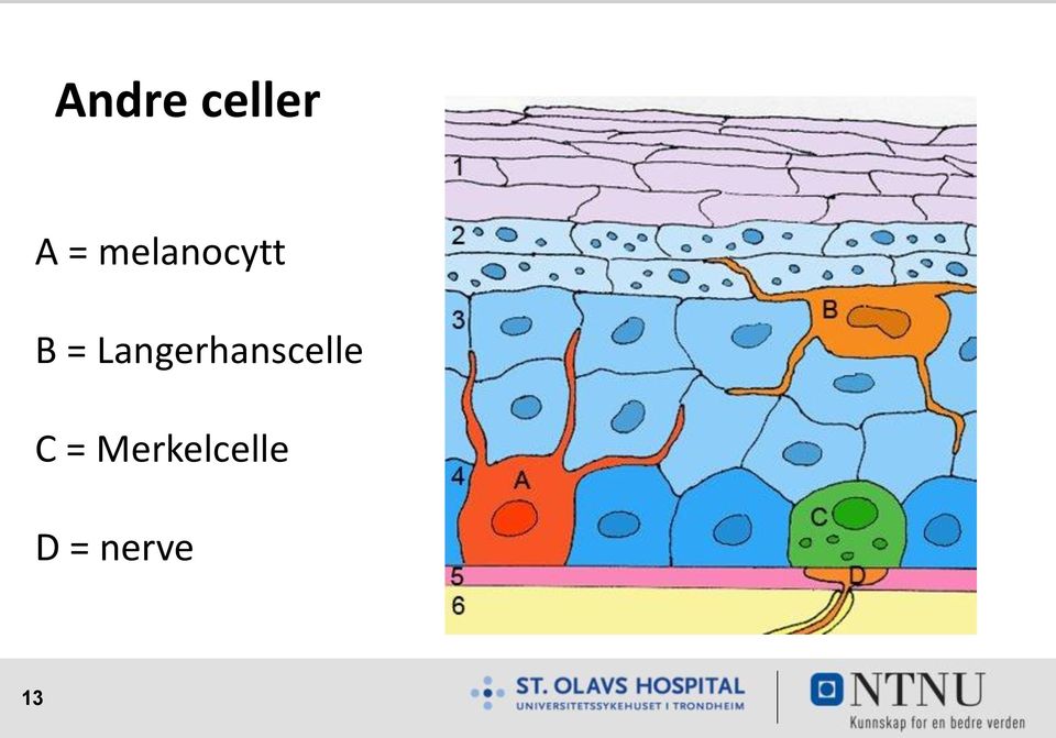 Langerhanscelle C