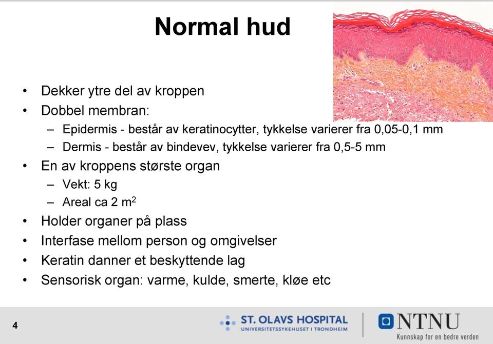 av kroppens største organ Vekt: 5 kg Areal ca 2 m 2 Holder organer på plass Interfase mellom