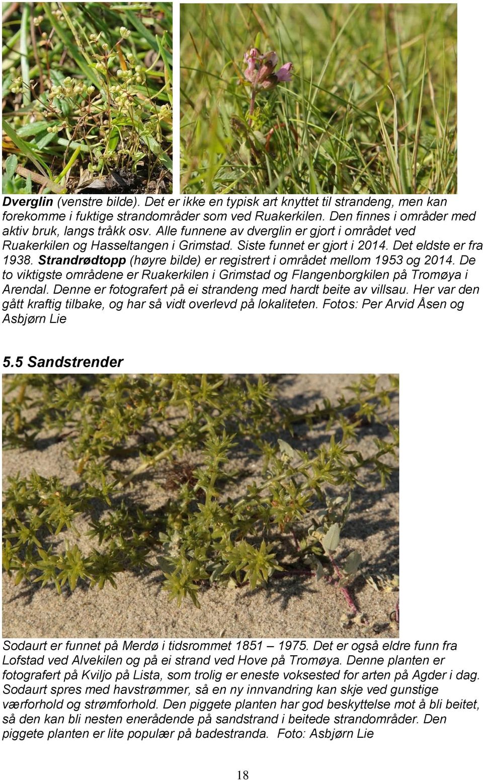 Strandrødtopp (høyre bilde) er registrert i området mellom 1953 og 2014. De to viktigste områdene er Ruakerkilen i Grimstad og Flangenborgkilen på Tromøya i Arendal.