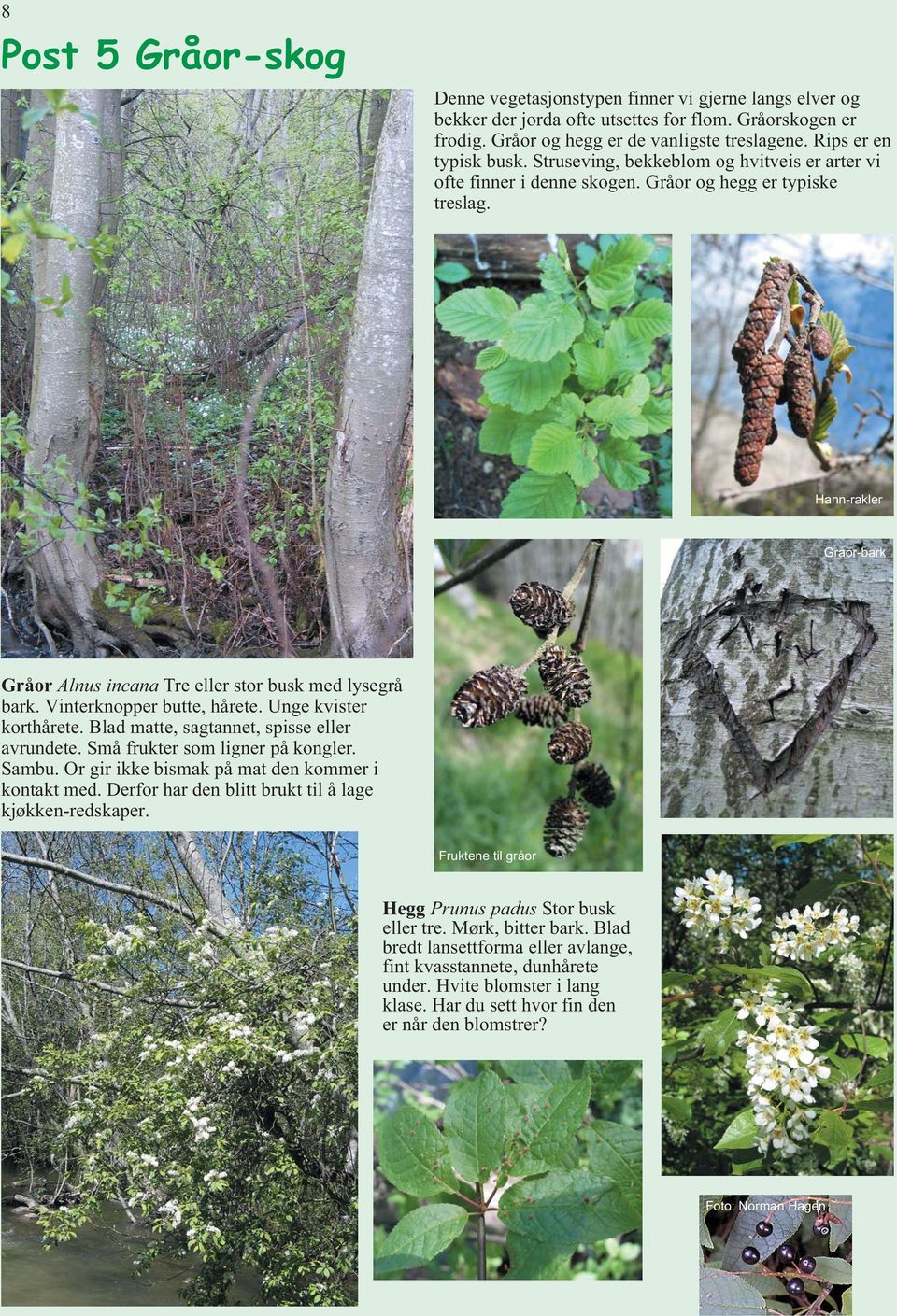 Hann-rakler Gråor-bark Gråor Alnus incana Tre eller stor busk med lysegrå bark. Vinterknopper butte, hårete. Unge kvister korthårete. Blad matte, sagtannet, spisse eller avrundete.