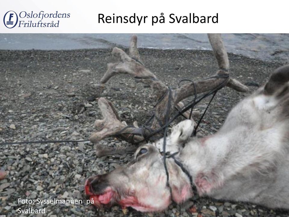 på Svalbard