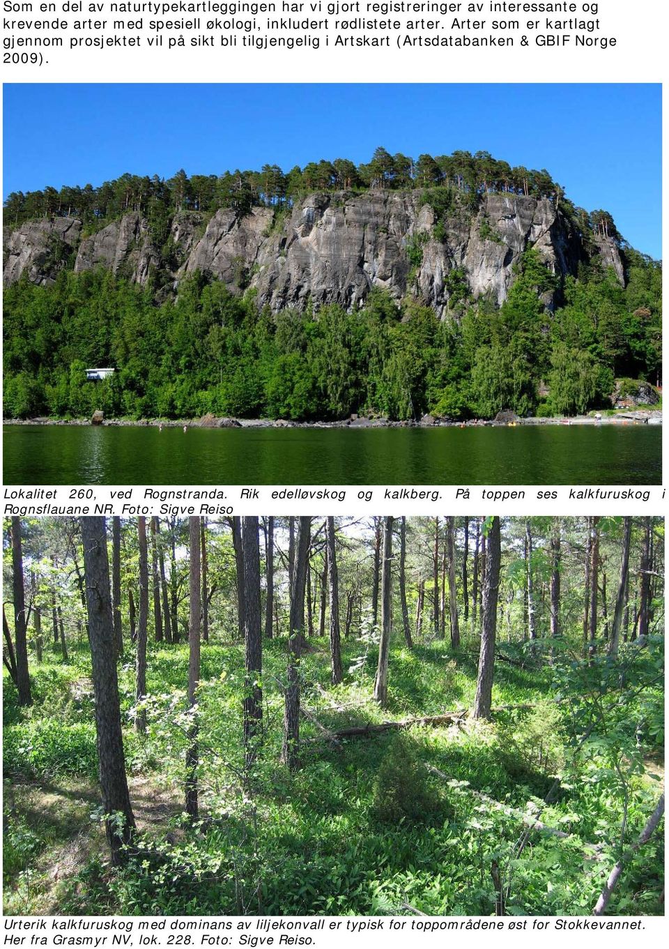 Lokalitet 260, ved Rognstranda. Rik edelløvskog og kalkberg. På toppen ses kalkfuruskog i Rognsflauane NR.