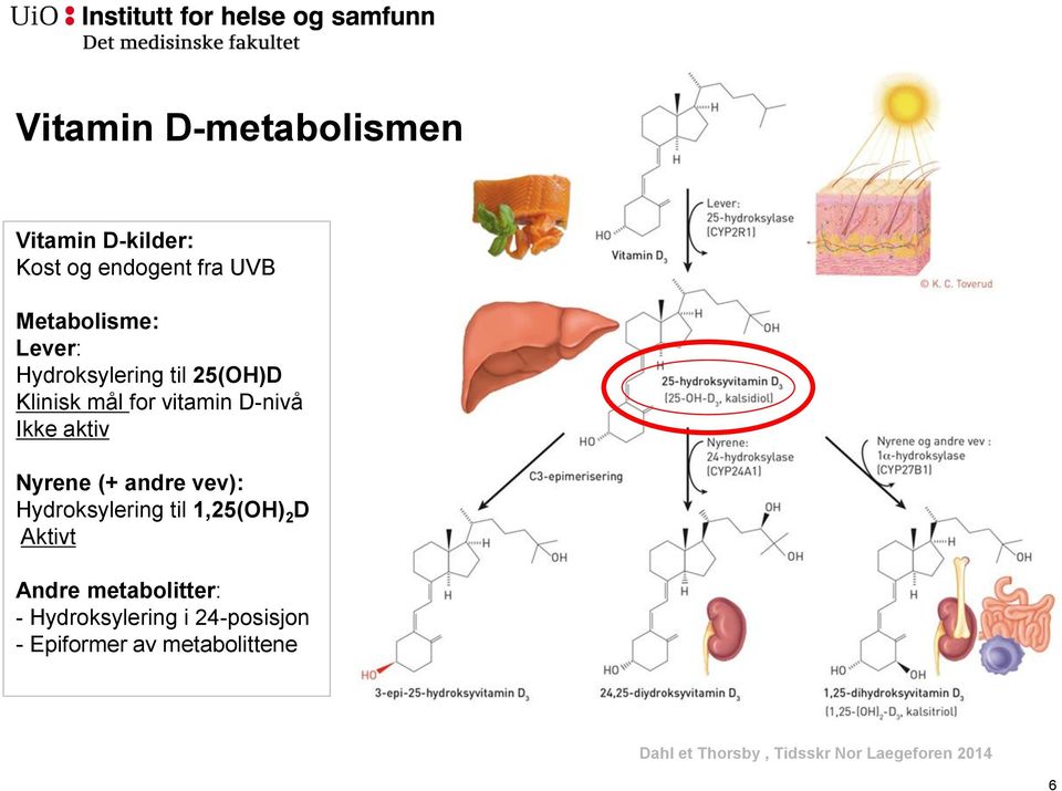 vev): Hydroksylering til 1,25(OH) 2 D Aktivt Andre metabolitter: - Hydroksylering i