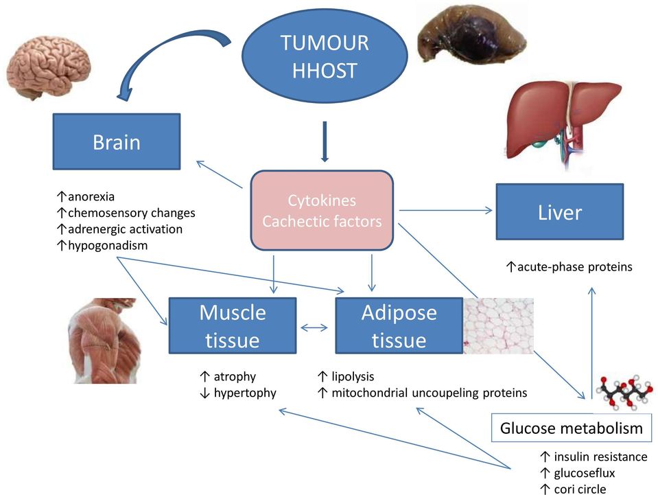 Muscle tissue atrophy hypertophy Adipose tissue lipolysis mitochondrial