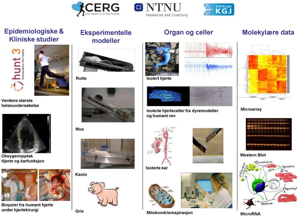 dyremodeller og humant vev Microarray Mus Oksygenopptak Hjerte og karfunksjon Western Blot