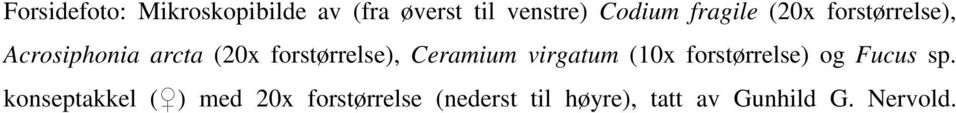 Ceramium virgatum (10x forstørrelse) og Fucus sp.