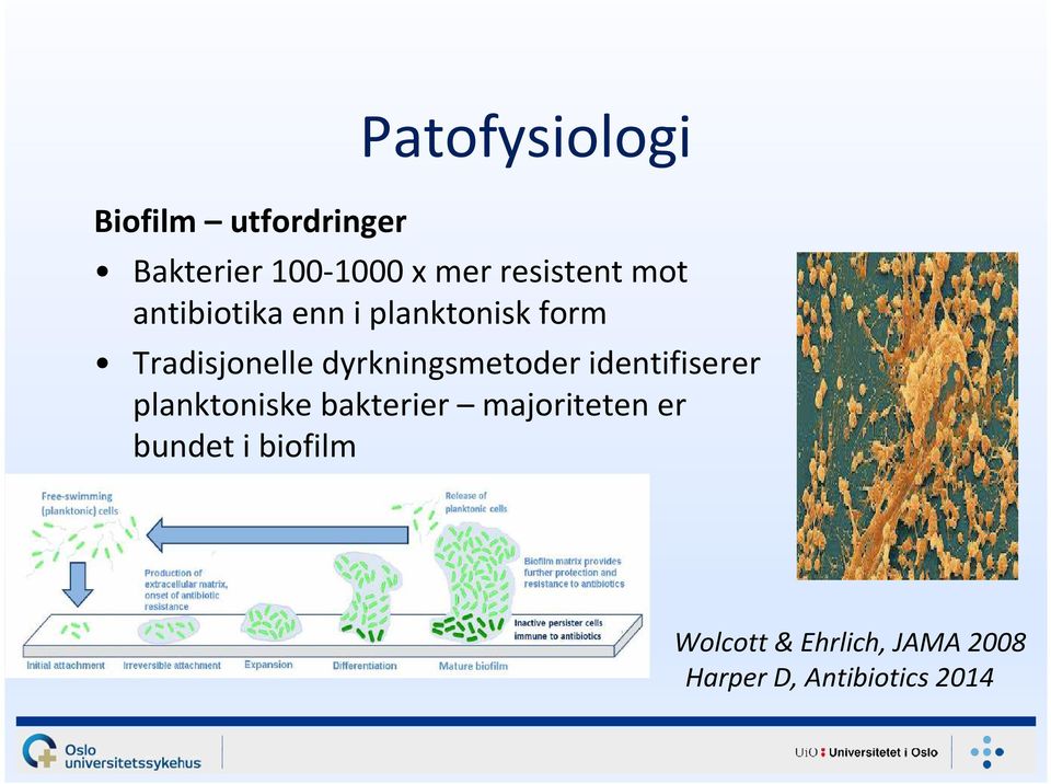 identifiserer planktoniske bakterier majoriteten er bundet i biofilm