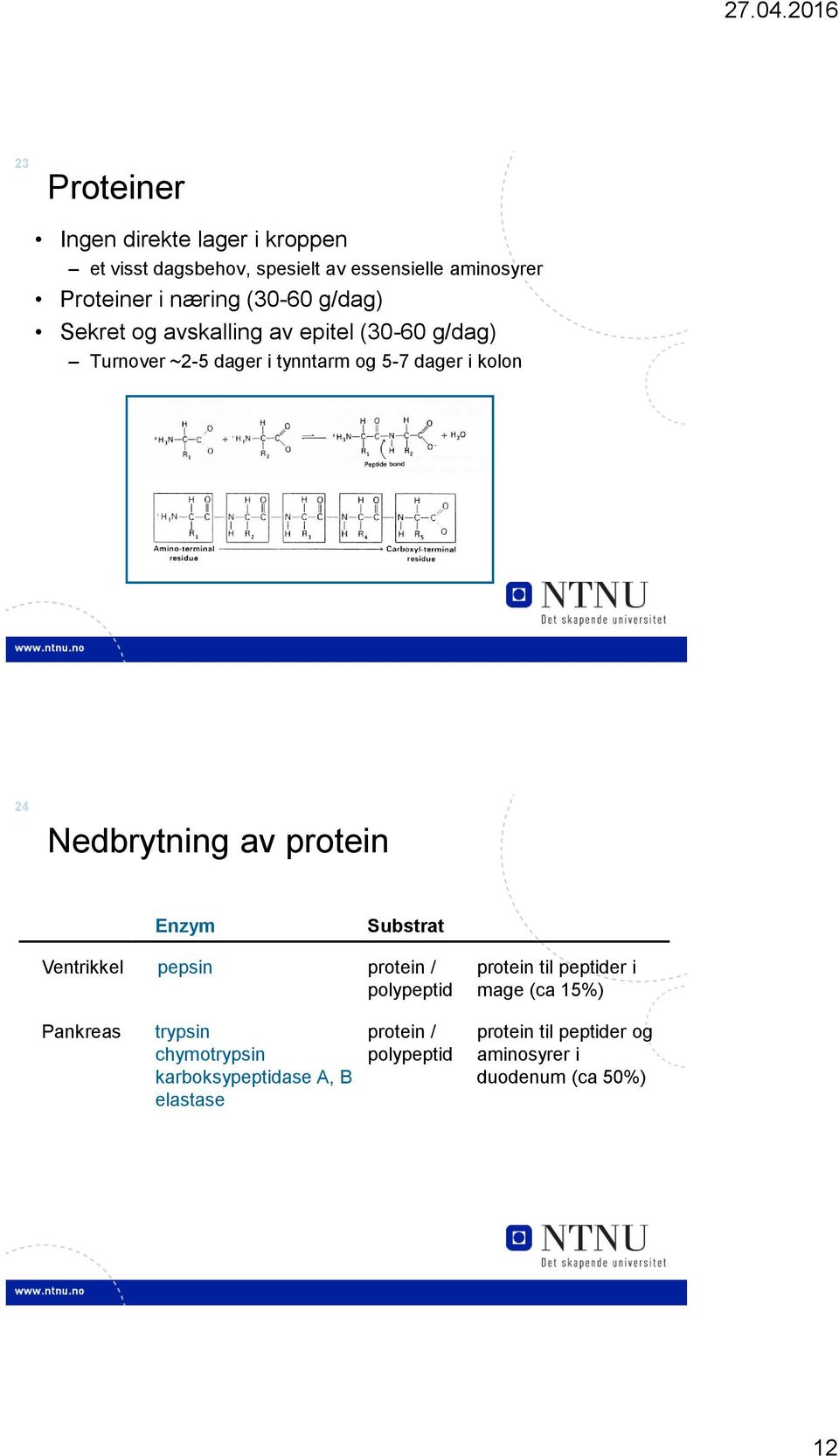 Nedbrytning av protein Enzym Substrat Ventrikkel pepsin protein / polypeptid protein til peptider i mage (ca 15%)