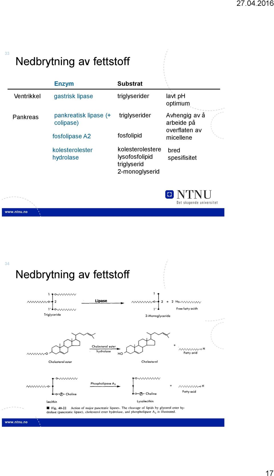 fosfolipid Avhengig av å arbeide på overflaten av micellene kolesterolester hydrolase