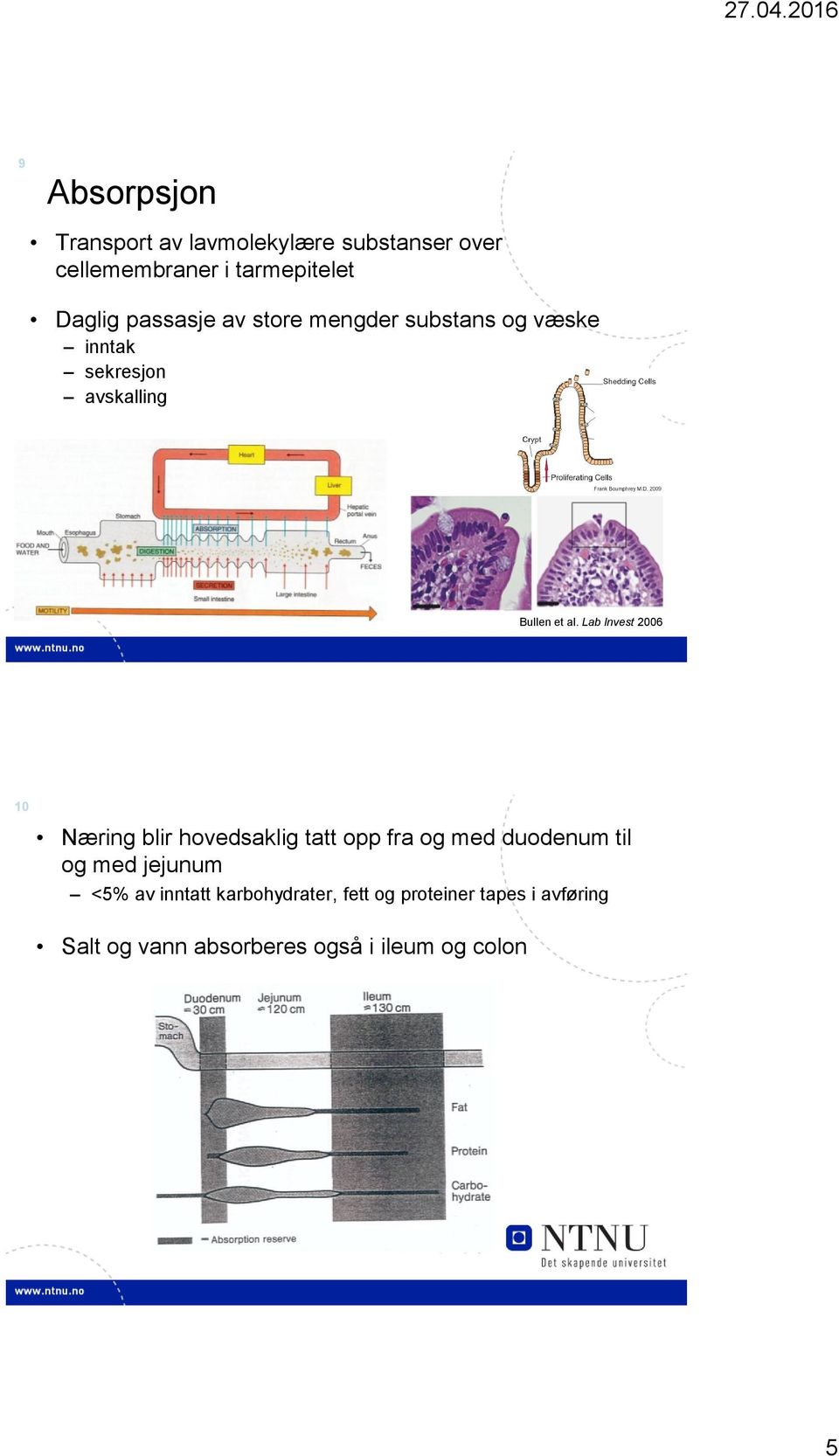 Lab Invest 2006 10 Næring blir hovedsaklig tatt opp fra og med duodenum til og med jejunum <5%