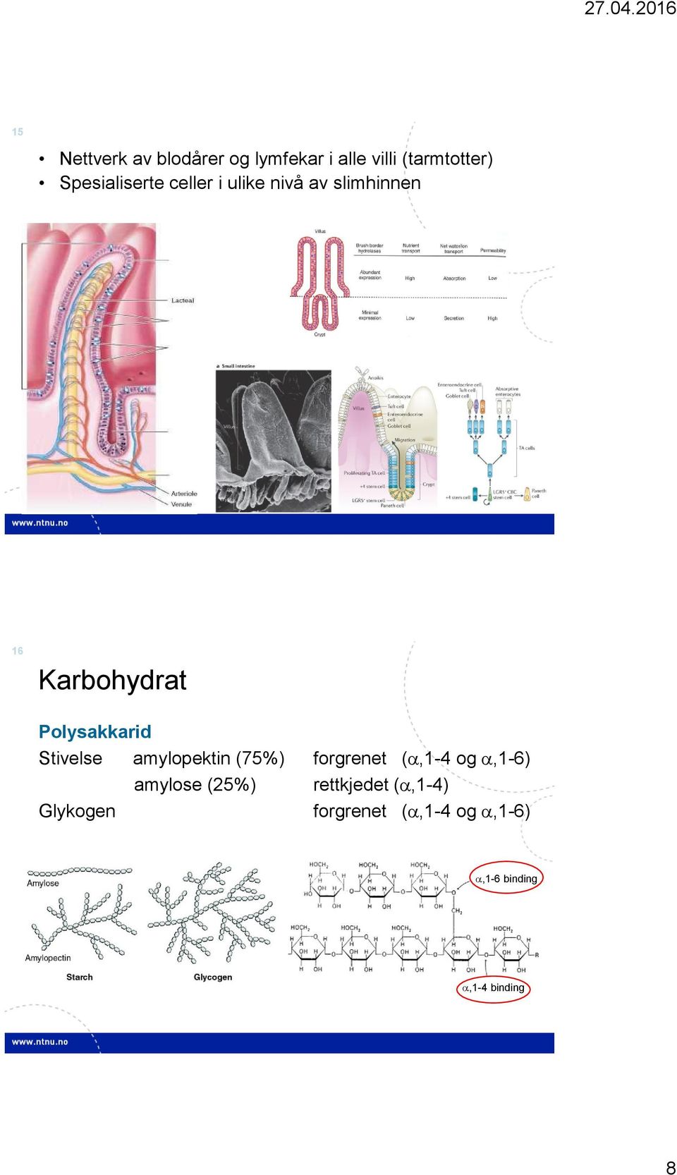 Polysakkarid Stivelse amylopektin (75%) forgrenet (,1-4 og,1-6)