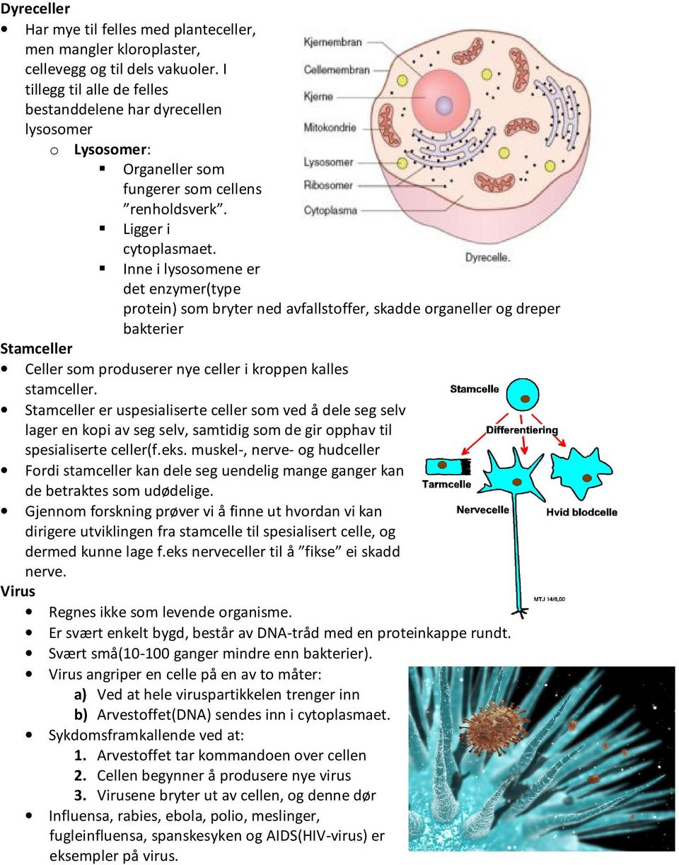 Inne i lysosomene er det enzymer(type protein) som bryter ned avfallstoffer, skadde organeller og dreper bakterier Stamceller Celler som produserer nye celler i kroppen kalles stamceller.