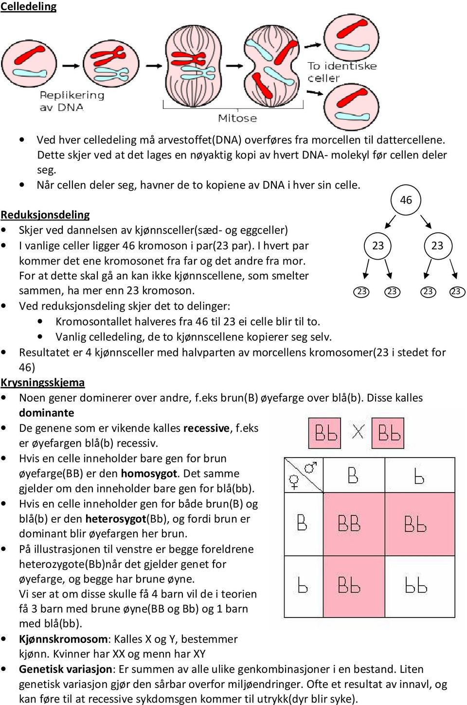 I hvert par 23 23 kommer det ene kromosonet fra far og det andre fra mor. For at dette skal gå an kan ikke kjønnscellene, som smelter sammen, ha mer enn 23 kromoson.