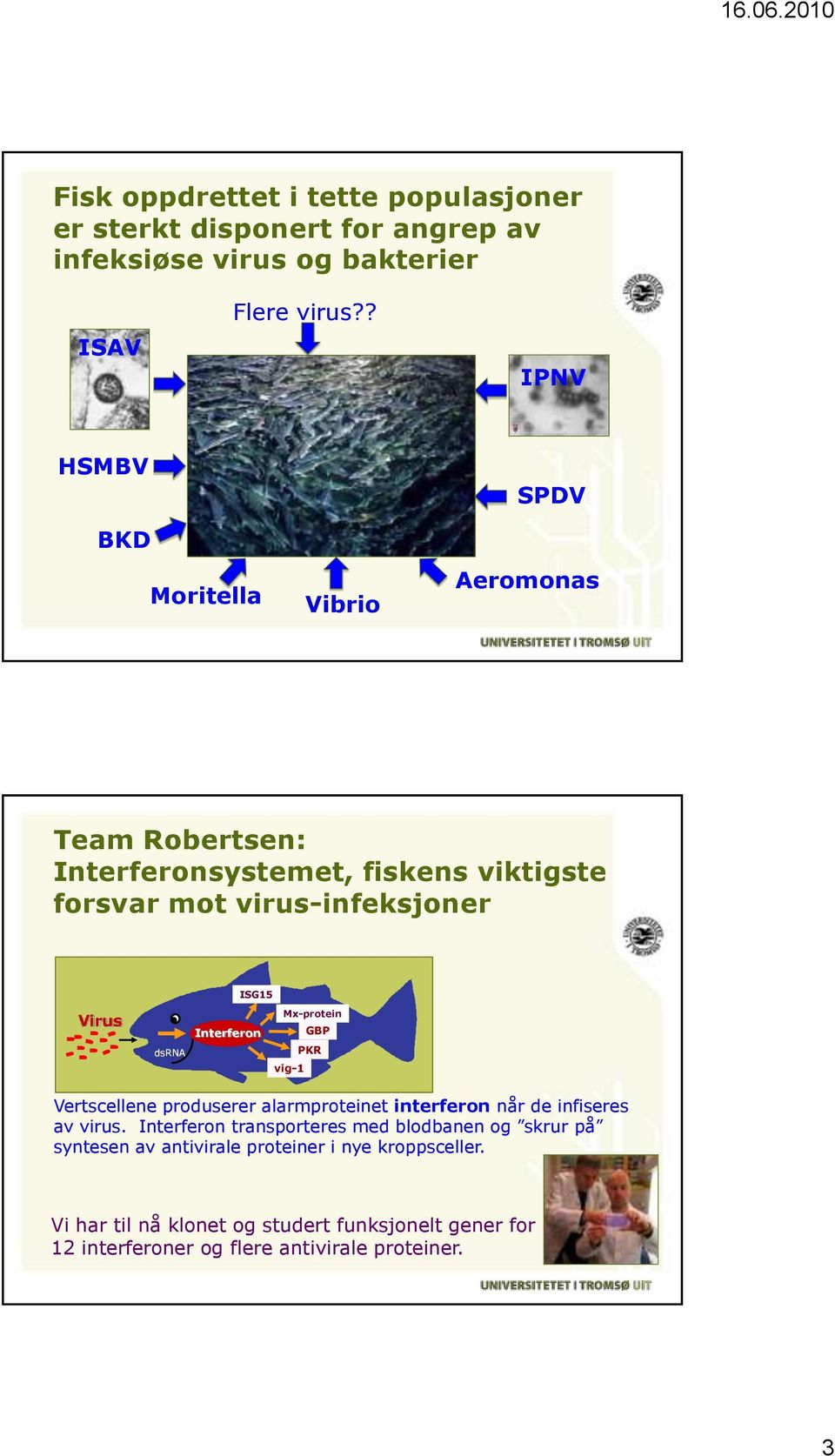 dsrna Interferon Mx-protein GBP PKR vig-1 Vertscellene produserer alarmproteinet interferon når de infiseres av virus.