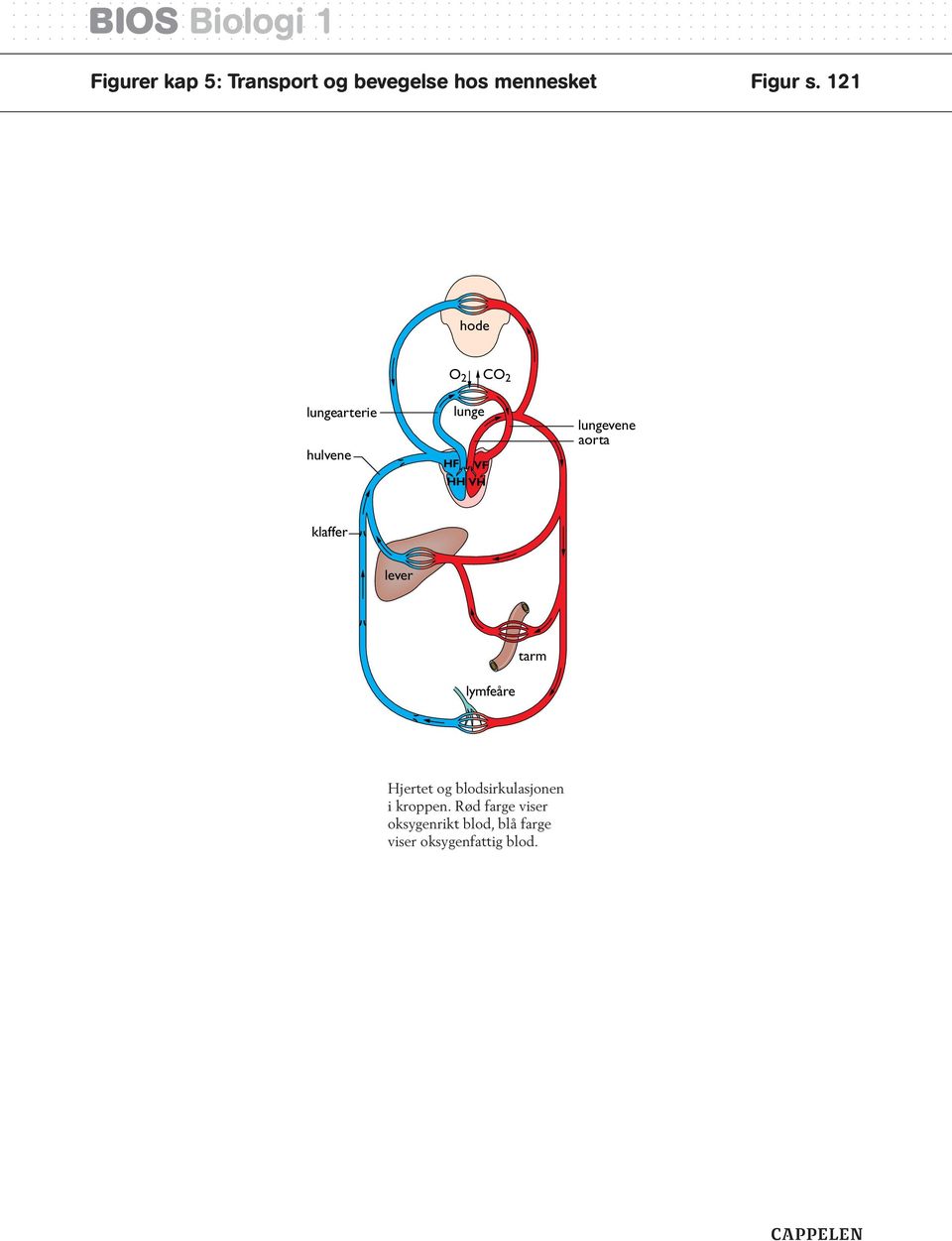 aorta klaffer lever tarm lymfeåre Hjertet og blodsirkulasjonen i