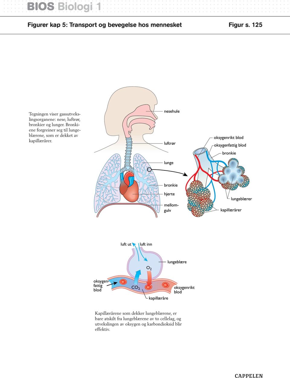 nesehule luftrør lunge oksygenrikt blod oksygenfattig blod bronkie bronkie hjerte mellomgulv lungeblærer kapillærårer luft ut luft inn