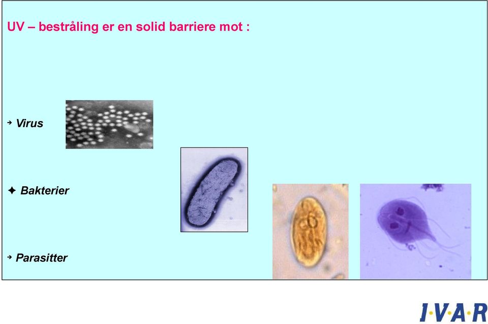 mot : è Virus