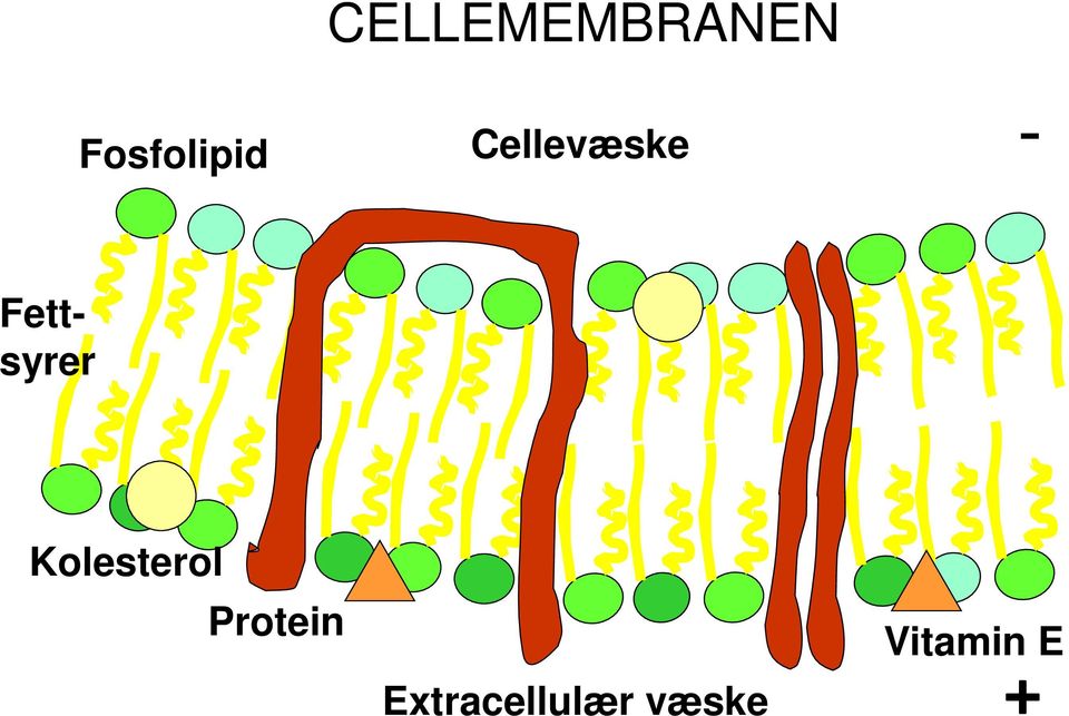 Cellevæske - Fettsyrer