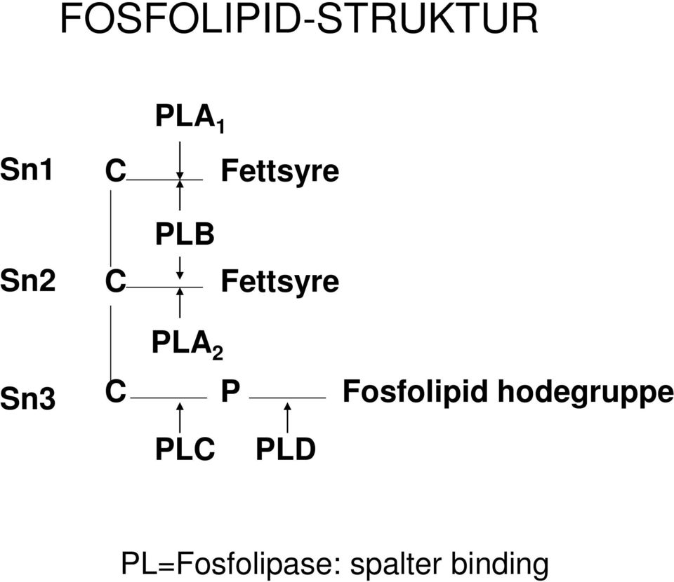 Sn3 C P Fosfolipid hodegruppe PLC