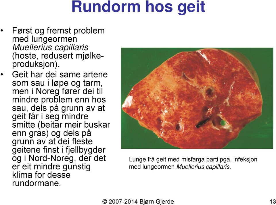 seg mindre smitte (beitar meir buskar enn gras) og dels på grunn av at dei fleste geitene finst i fjellbygder og i Nord-Noreg, der det