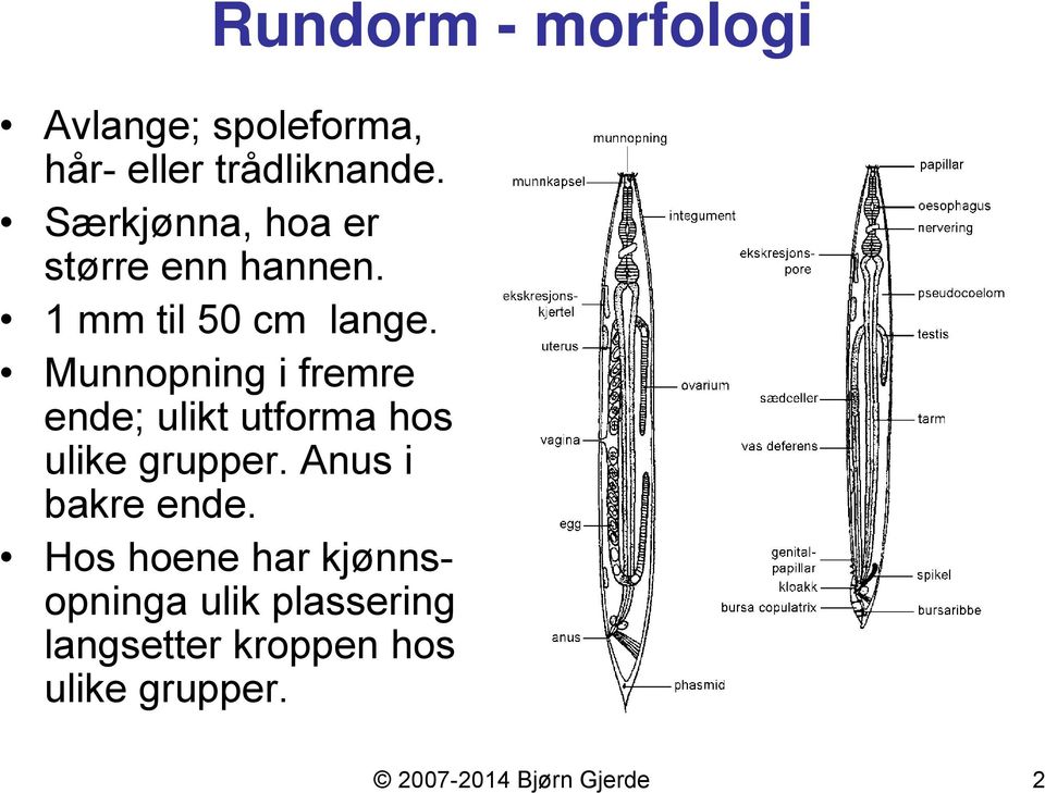 Munnopning i fremre ende; ulikt utforma hos ulike grupper. Anus i bakre ende.