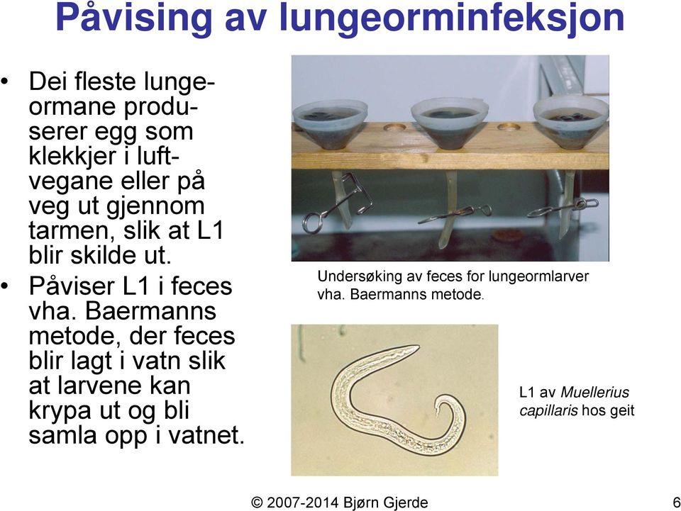 Baermanns metode, der feces blir lagt i vatn slik at larvene kan krypa ut og bli samla opp i vatnet.