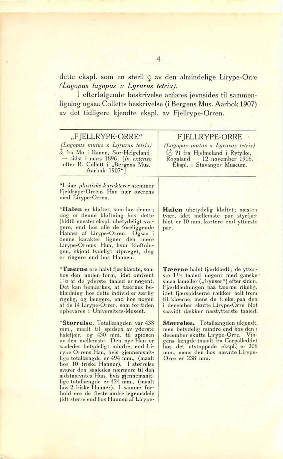 "FJELLRY PE-ORRE " (Logo""6 "",IU$ x Lyruflls telr;.>:) ib fra Mo irrilien, Sor-Helgeland - sids! i rn:"11 1896. [I" extenso dier R. eollett i "Bergens Mus. Aarhok 1907"J FJELLR YP E-ORRE (L"KOP I/.