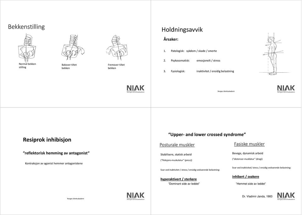 agonist hemmer antagonistene Stabilisere, statisk arbeid ( fleksjons-muskulatur (press)) Svar ved inaktivitet / stress / ensidig vedvarende belastning: hyperaktivert / sterkere Dominant