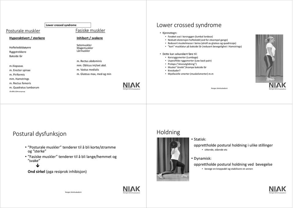 Gluteus max, med og min Lower crossed syndrome Kjennetegn: Forøket svai i korsryggen (lumbal lordose) Nedsatt ekstensjon hofteledd (ved for eksempel gange) Redusert muskelmasse i beina (atrofi av