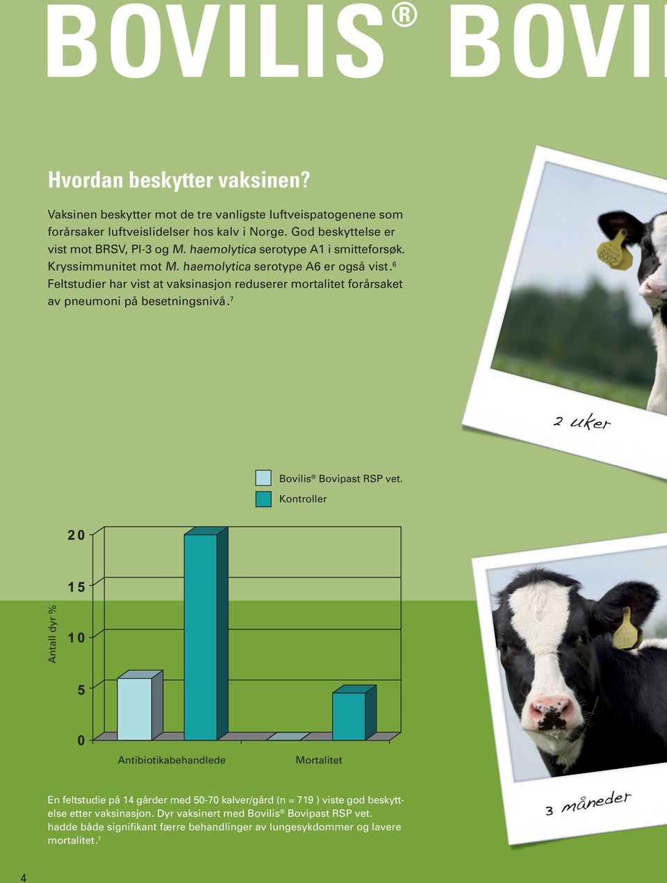 6 Feltstudier har vist at vaksinasjon reduserer mortalitet forårsaket av pneumoni på besetningsnivå. 7 2 uker Bovilis Bovipast RSP vet.