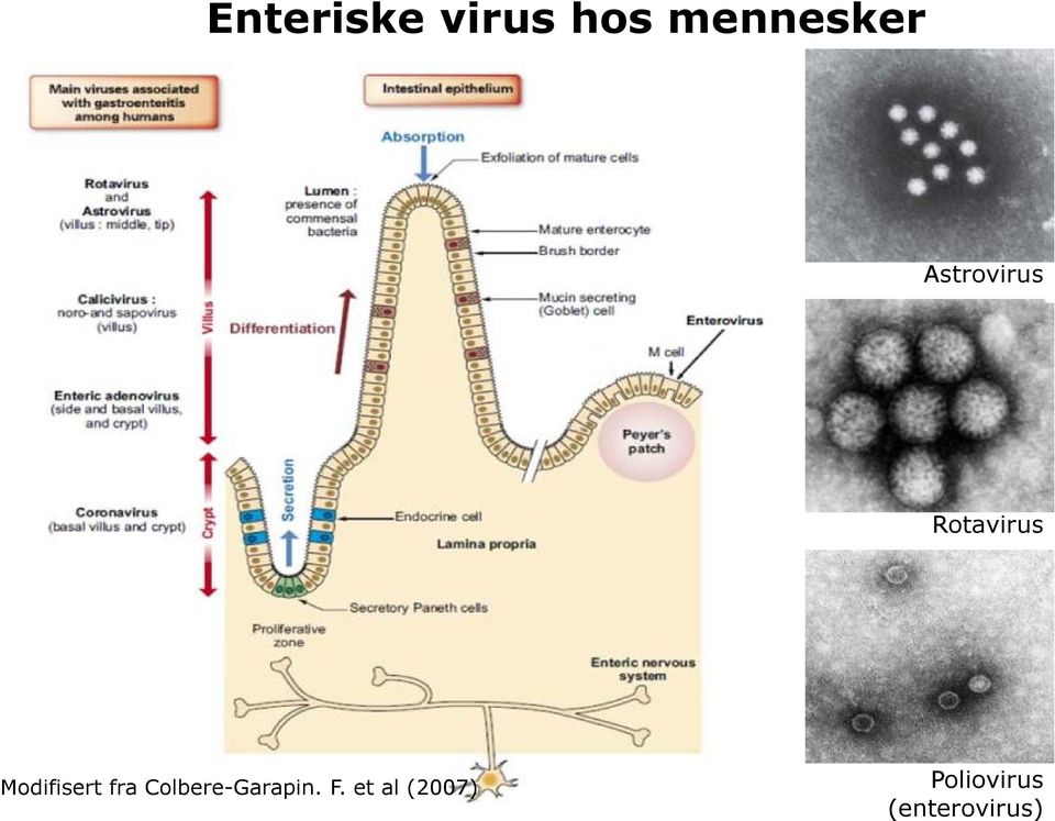 Sykdom i indre organer (hjerte, hjerne, for eks), etter migrasjon fra initiell replikasjon i tarm (enteroviruses) Rotavirus Overføres