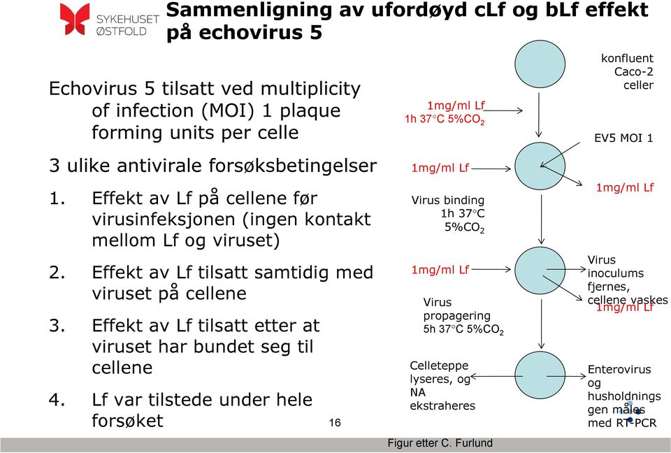 Effekt av Lf tilsatt samtidig med viruset på cellene 3. Effekt av Lf tilsatt etter at viruset har bundet seg til cellene 4.