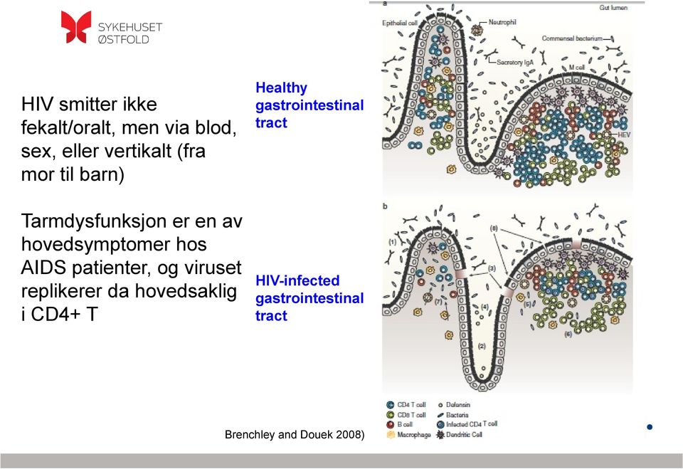 patienter, og viruset replikerer da hovedsaklig i CD4+ T Healthy